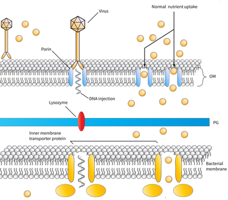 The development of bacteriophage resistance in Vibrio alginolyticus ...