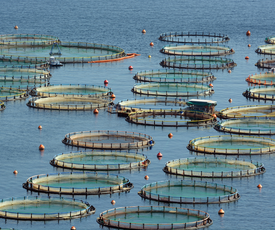 Diagnosis of fish diseases in aquaculture and identification of pathogens 