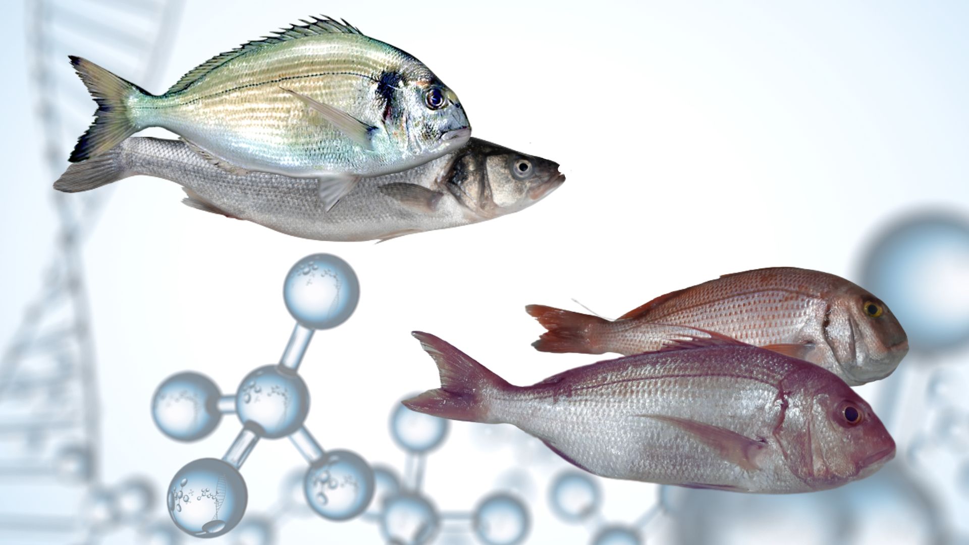 Identification of fish gene polymorphisms