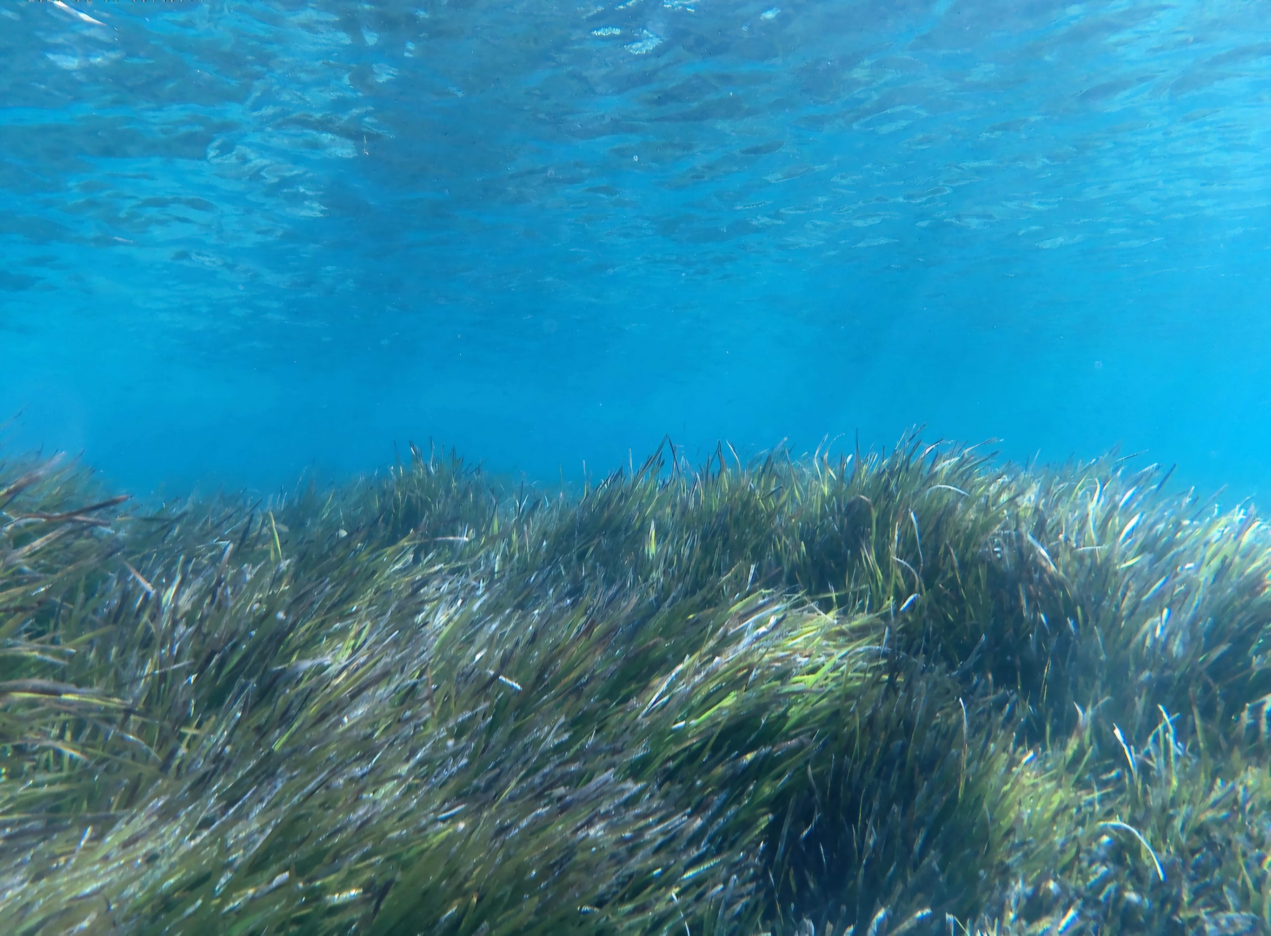 The lung of the Mediterranean