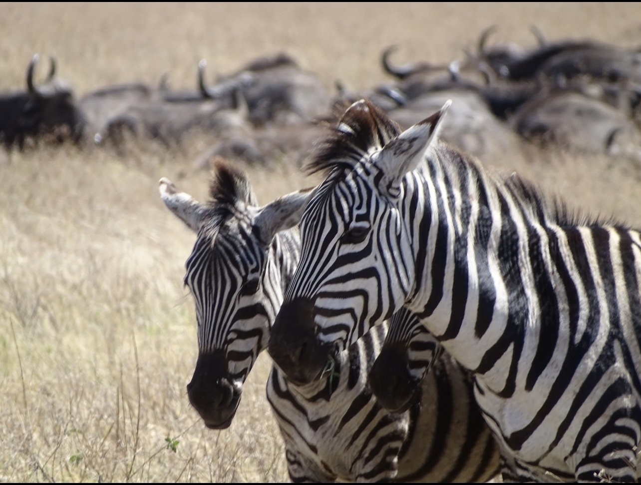 Safari en Tanzanie