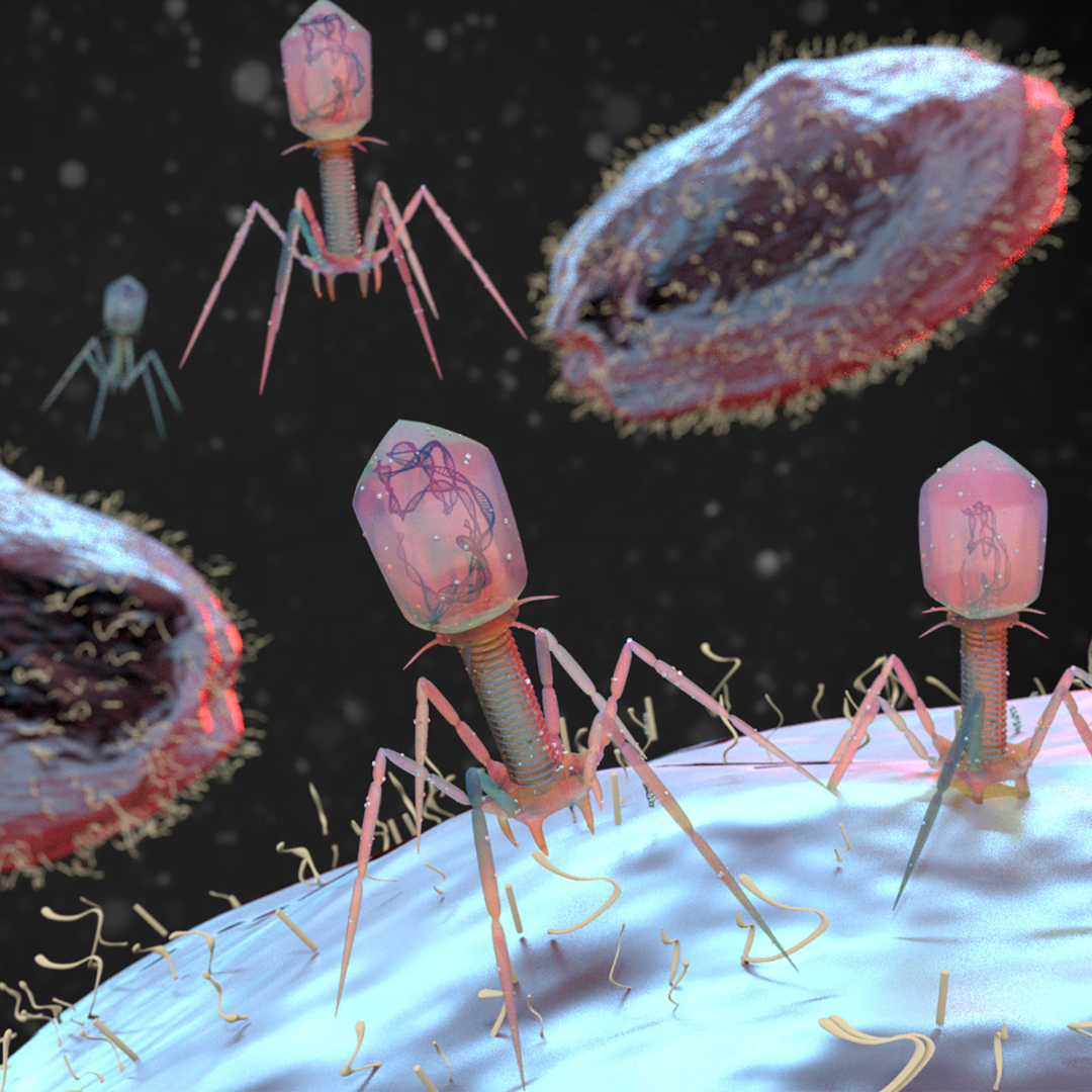 The return of the Phages! Bacteriophage therapy 2.0